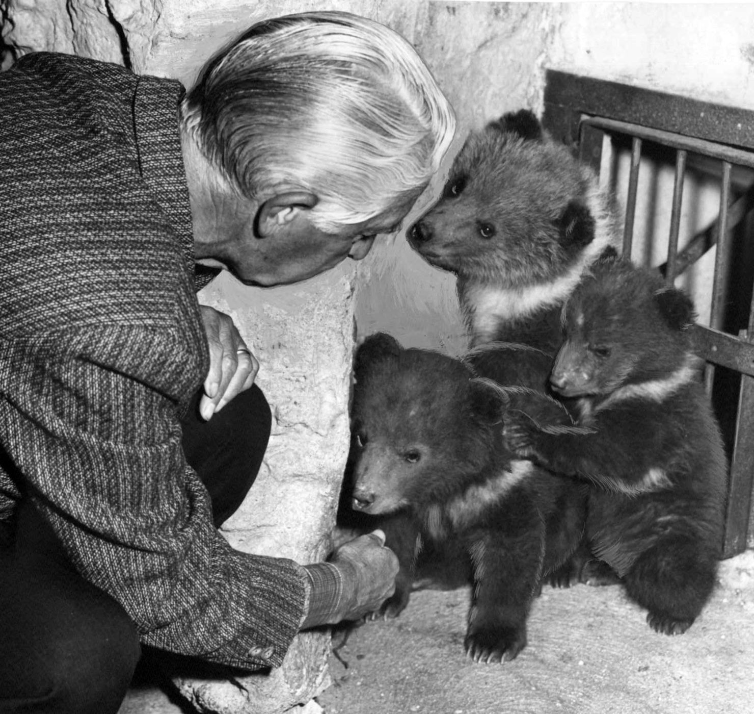 Bears at the St. Louis Zoo in 1965